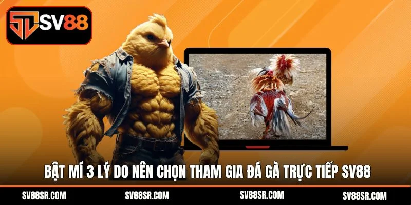 Bật mí 3 lý do nên chọn tham gia đá gà trực tiếp SV88