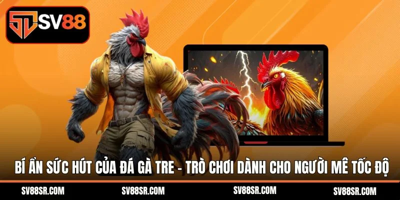 Bí ẩn sức hút của đá gà tre - Trò chơi dành cho người mê tốc độ