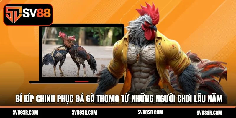 Bí kíp chinh phục đá gà thomo từ những người chơi lâu năm