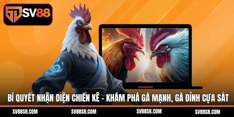 Bí quyết nhận diện chiến kê – Khám phá gà mạnh, gà đỉnh trong sới đá gà cựa sắt