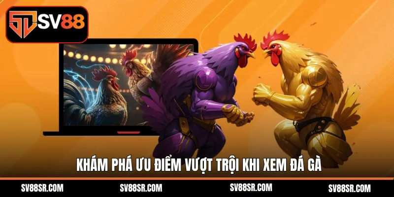 Khám phá ưu điểm vượt trội khi xem đá gà